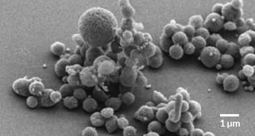 Scientists build minimum-genome bacterium | Science News