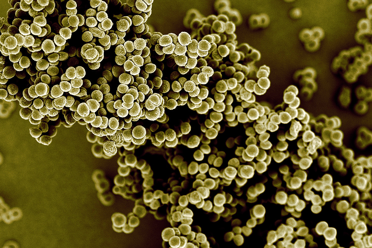 MRSA superbug’s resistance to antibiotics is broken | New Scientist