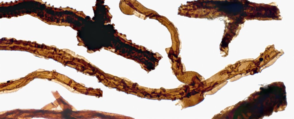 At 440 million years old, this fungus is the earliest land-based life ever found – ScienceAlert