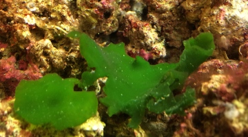 Strange seaweed rewrites history of green plants